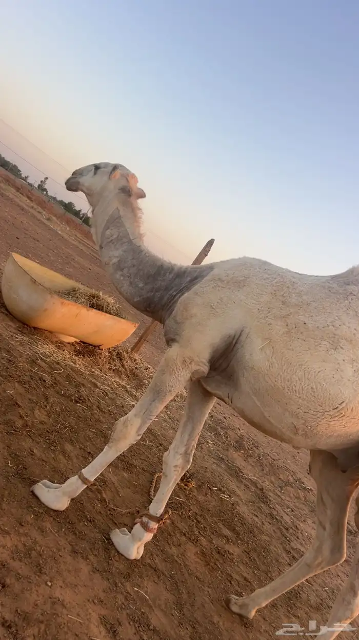 قعود 1