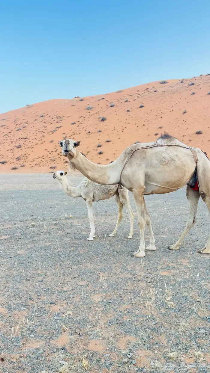 السلام عليكم للبيع عشرا 2