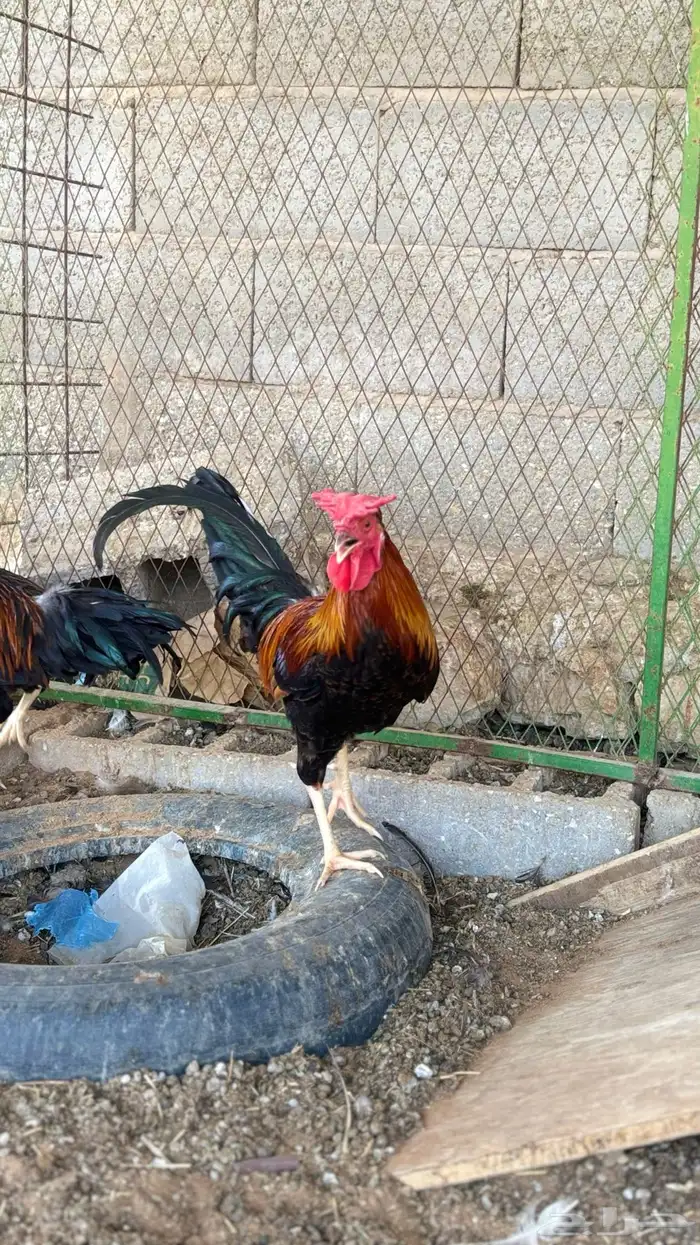 ديك عربي افرق 2