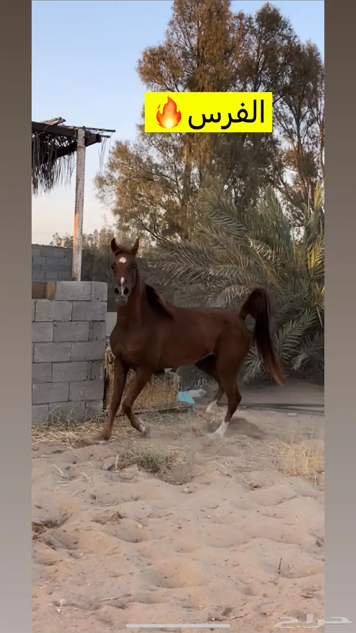 فرس شعبيه شيخه 0