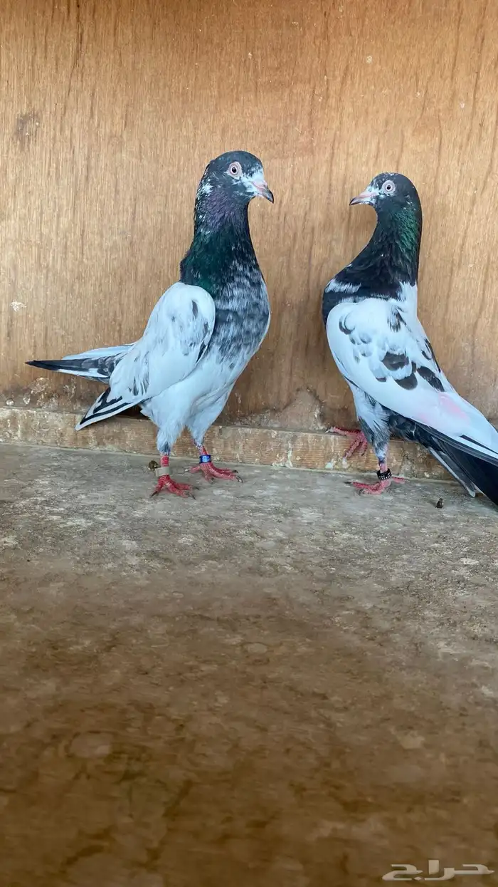خمس ازواج حمام باكستاني 0