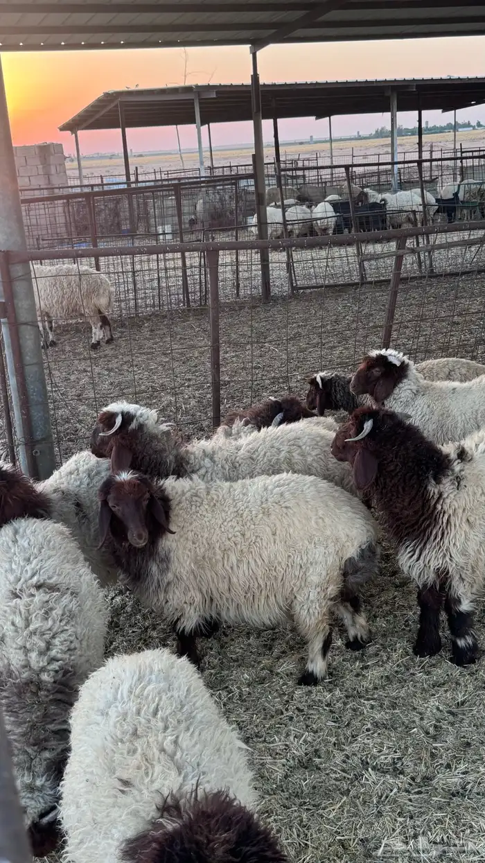 طليان نعيم 0