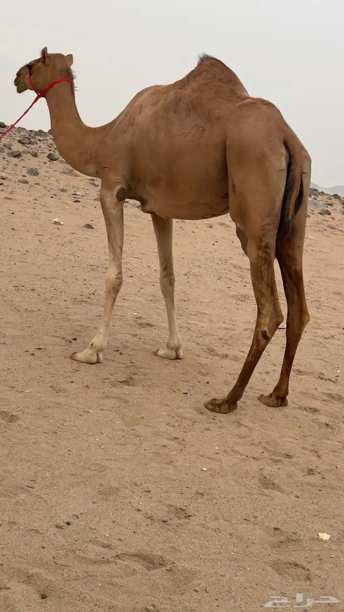 ناقه بنت مياس سابقه بالطايف ولا طاح رقمها بالخليج 1