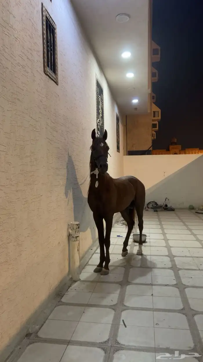 حصان واهو و البيع شعبي 6