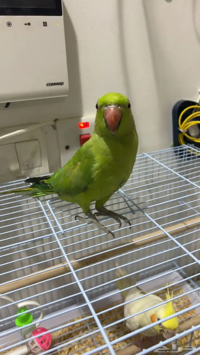 زوج درة أليف(تم البيع) 3