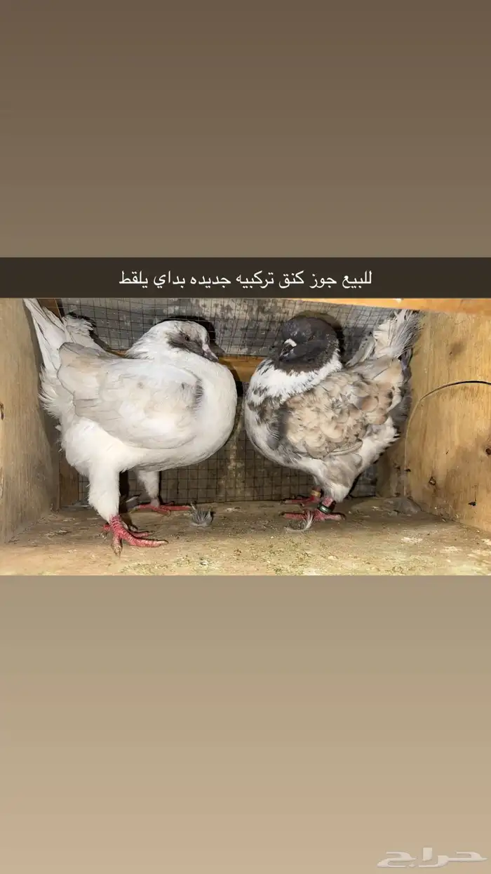 حمام كنق للبيع للتواصل خاص 0