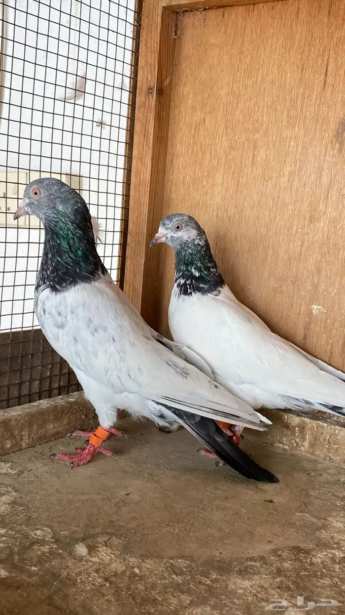 خمس ازواج حمام باكستاني 1