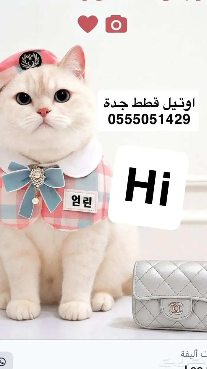 اوتيل قطط جدة في خدمة. و طيور حياكم 0
