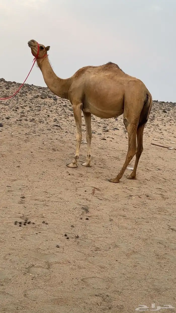 ناقه هجن بنت مياس ابو عقال لقحه من شاهين 0