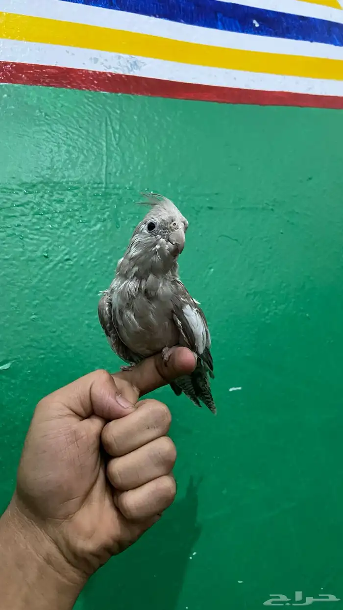 طيور زينه 2