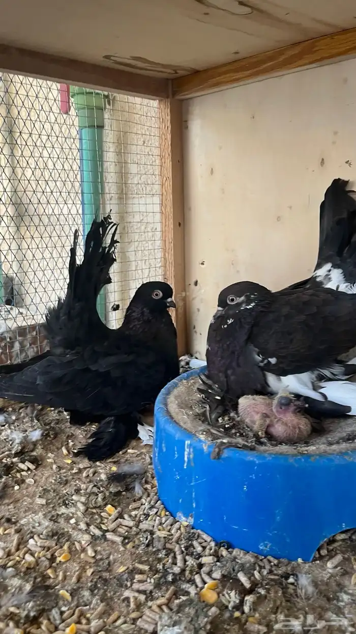 حمام كرنقو ملكي 0