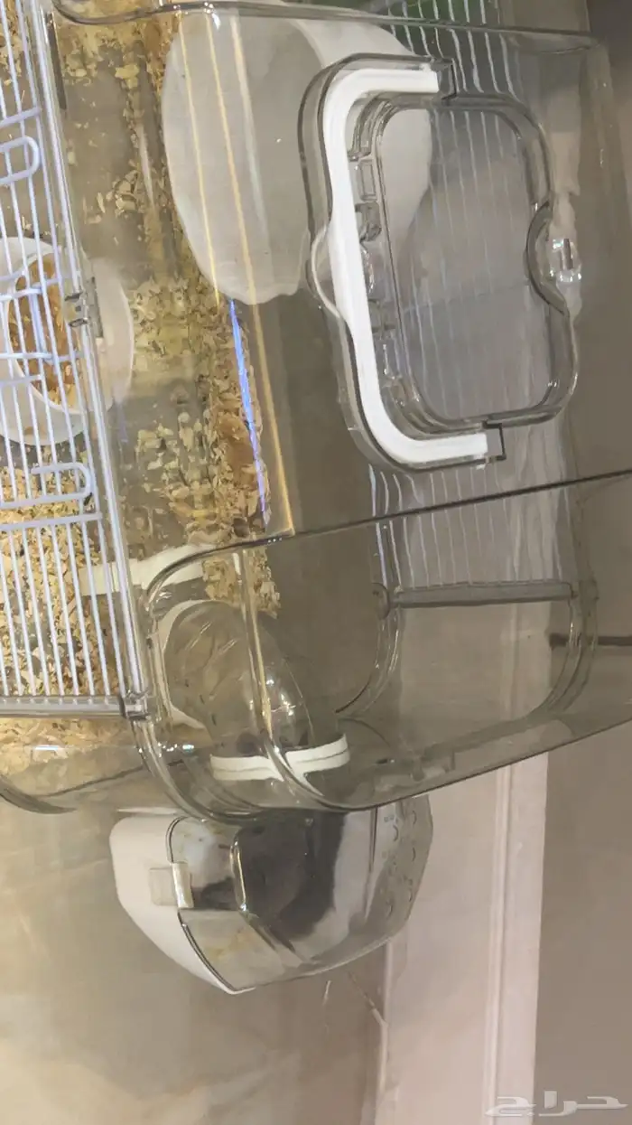 سنجاب طائر   شوقر قلايدر مع قفص كبير 1