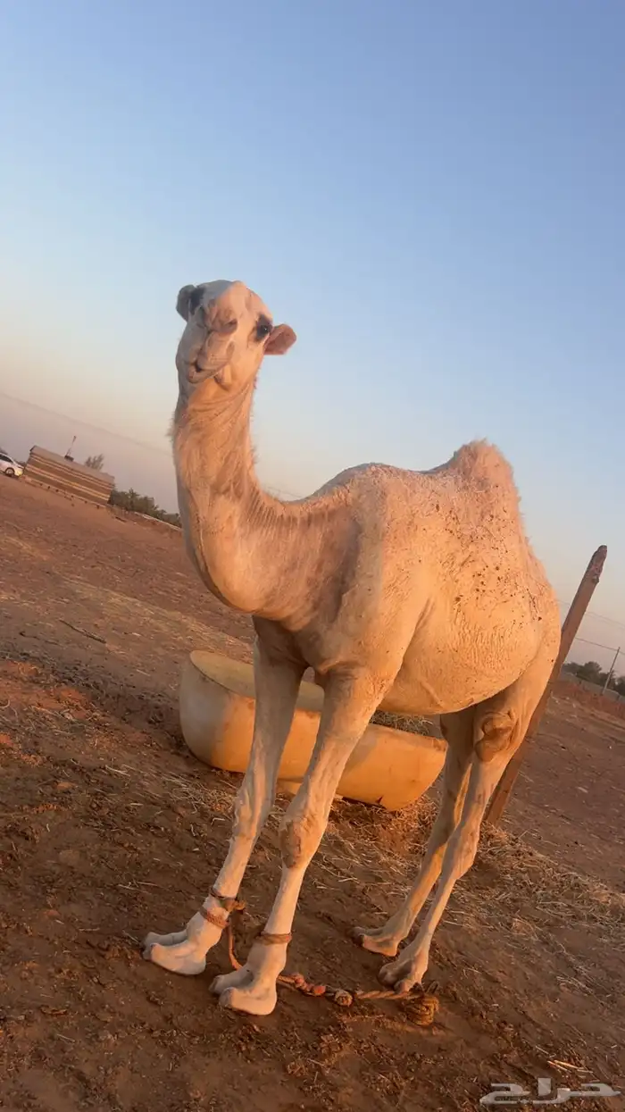 قعود 0