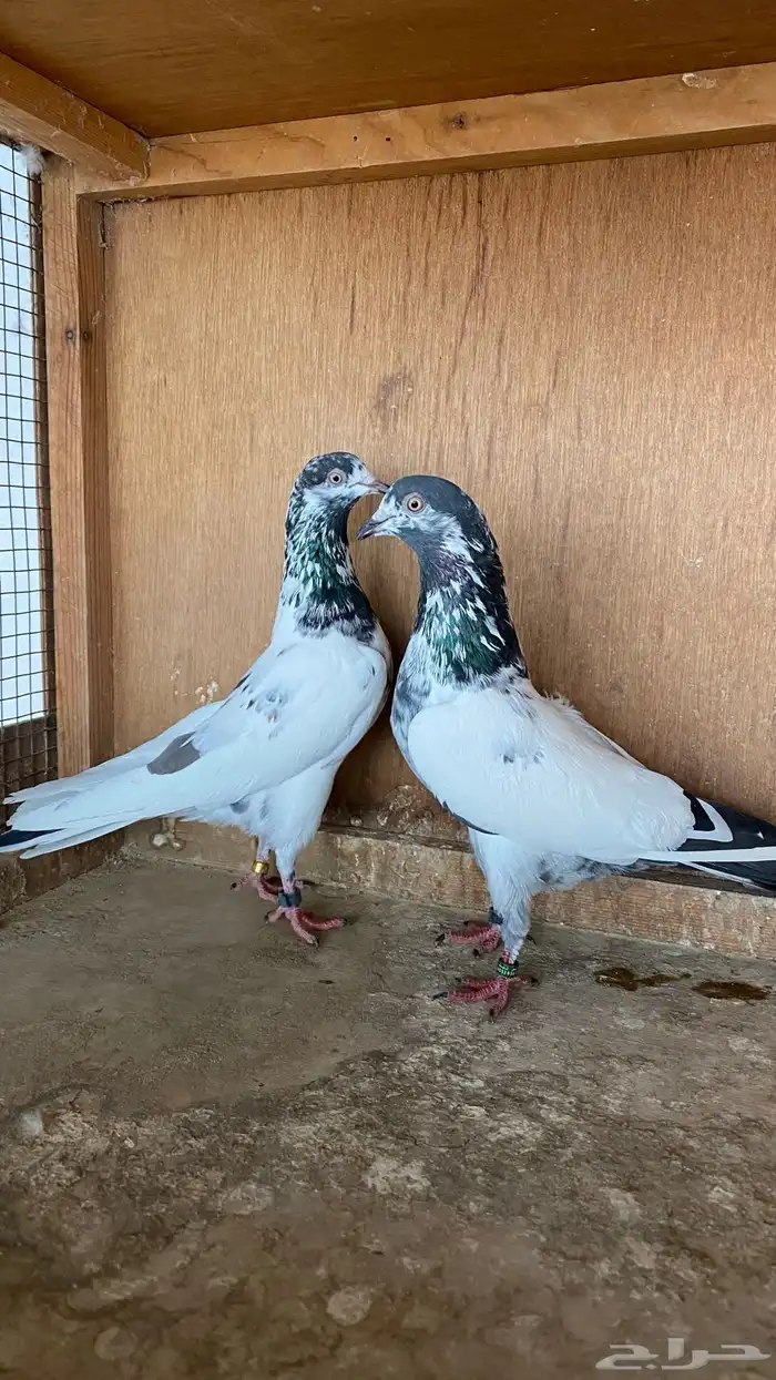 خمس ازواج حمام باكستاني 2