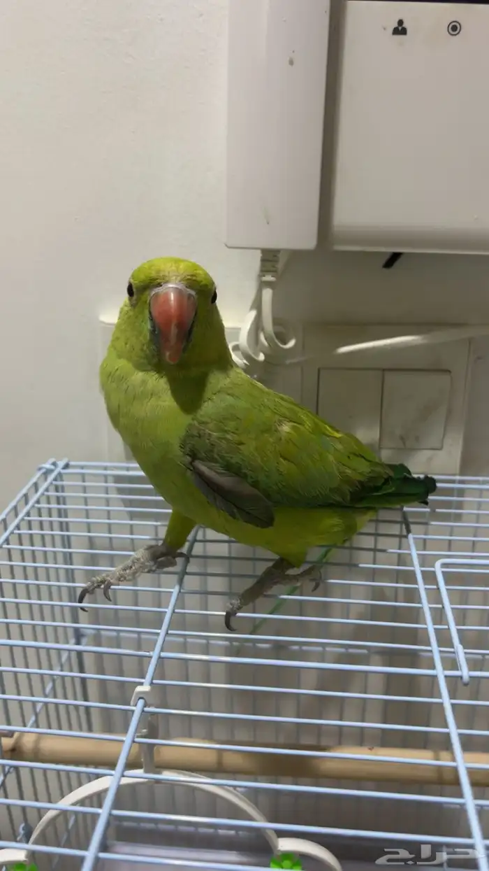 زوج درة أليف(تم البيع) 5