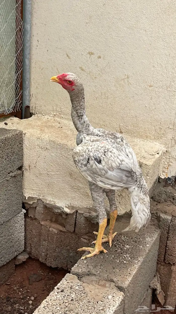 فروخ شاموو ياباني 5