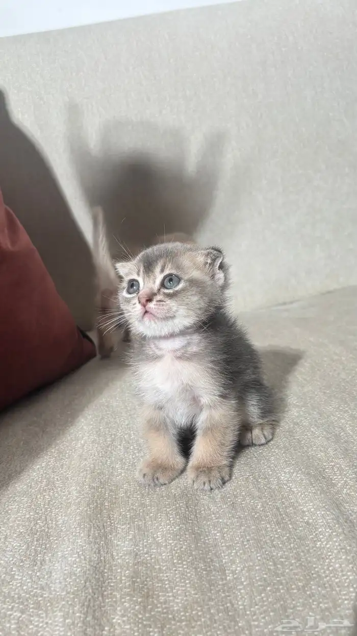 للبيع قطط صغيره سكوتش الحجم نتفه 0