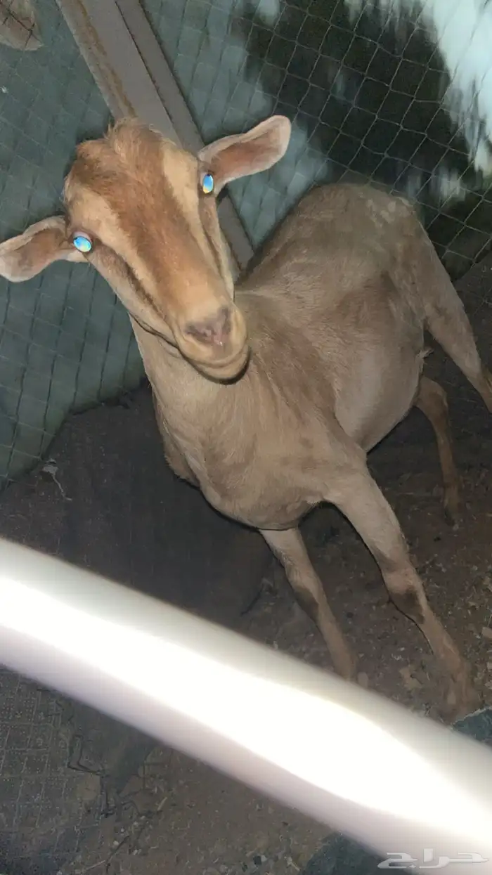 عنز جنوبيه 1