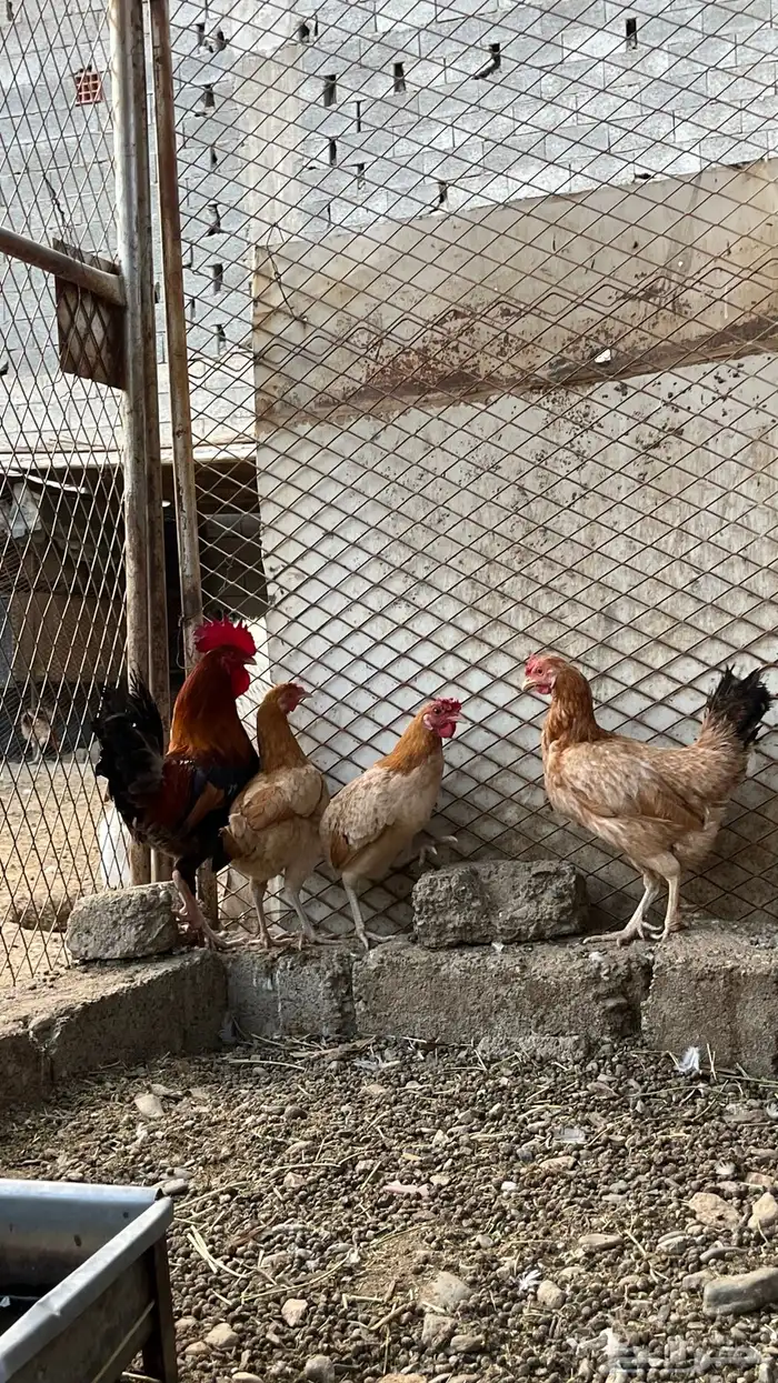 للبيع دجاج بلدي فواتح 3