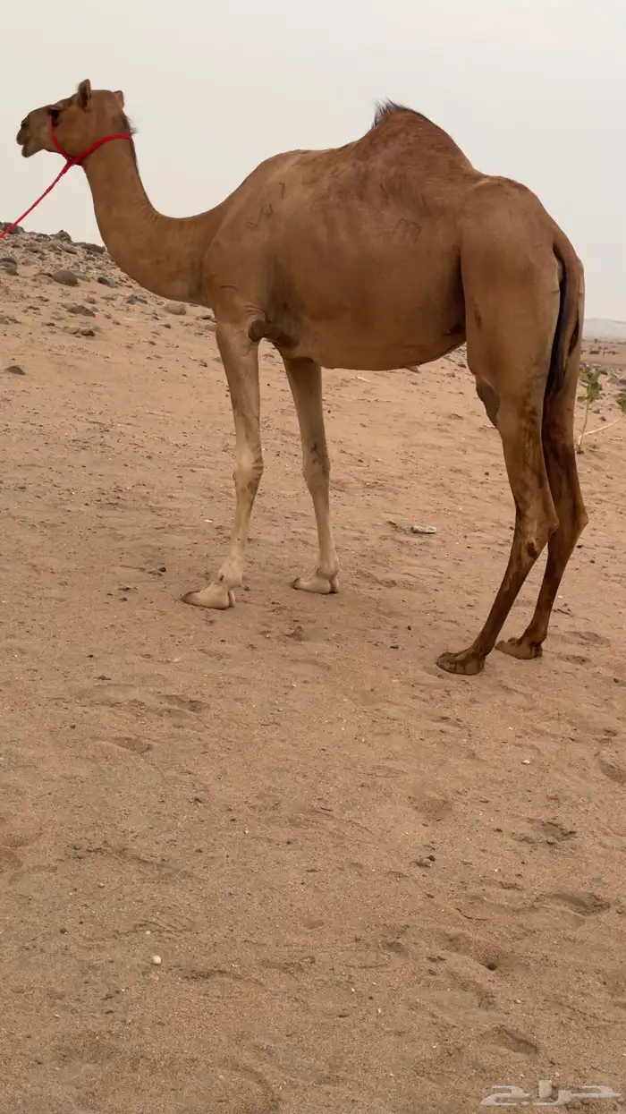 ناقه بنت مياس سابقه بالطايف ولا طاح رقمها بالخليج 2