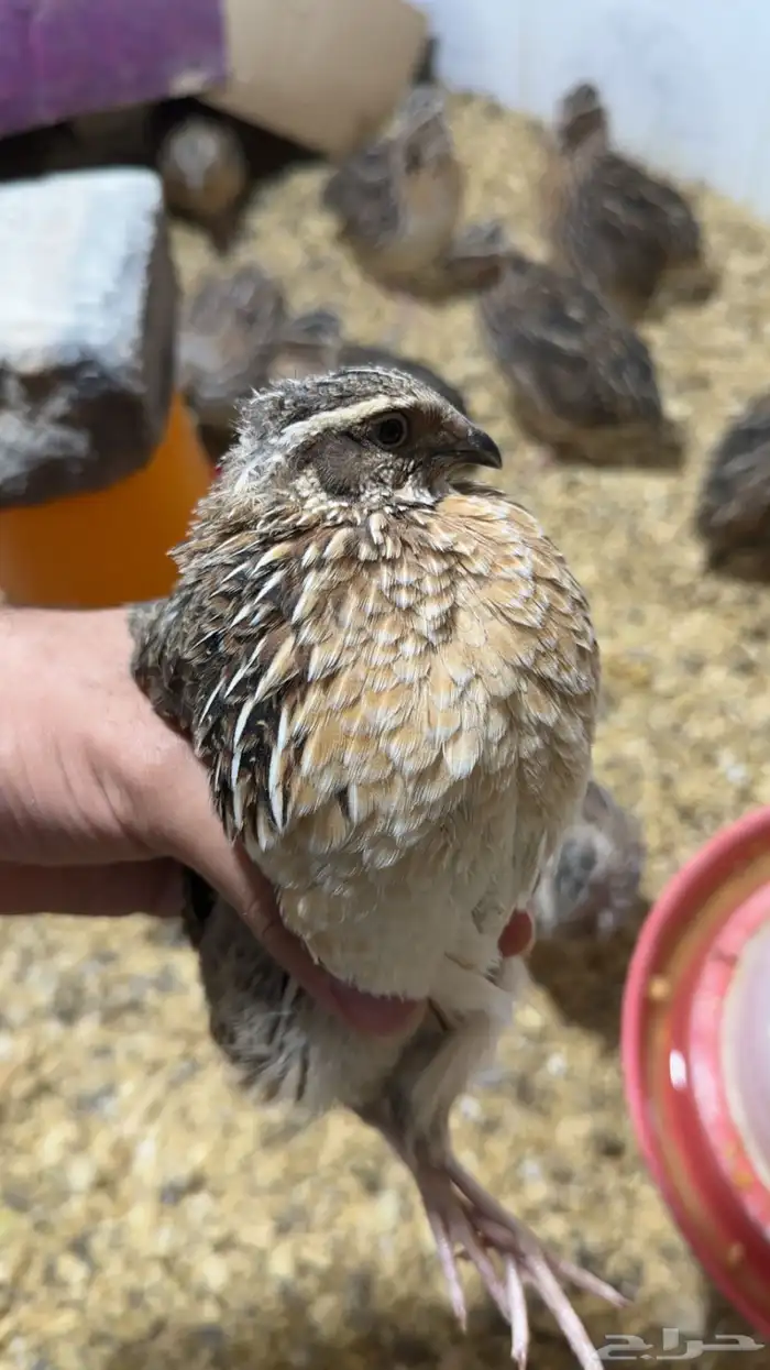 سمان مريعي 2