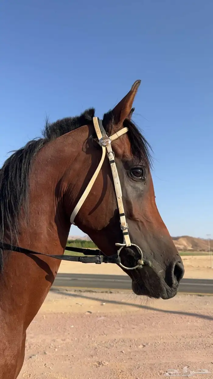 خيل شعبي 1