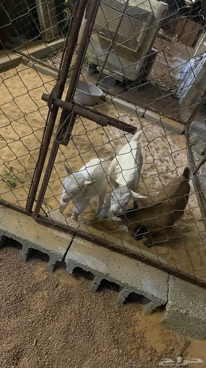 ماعز قزم 2