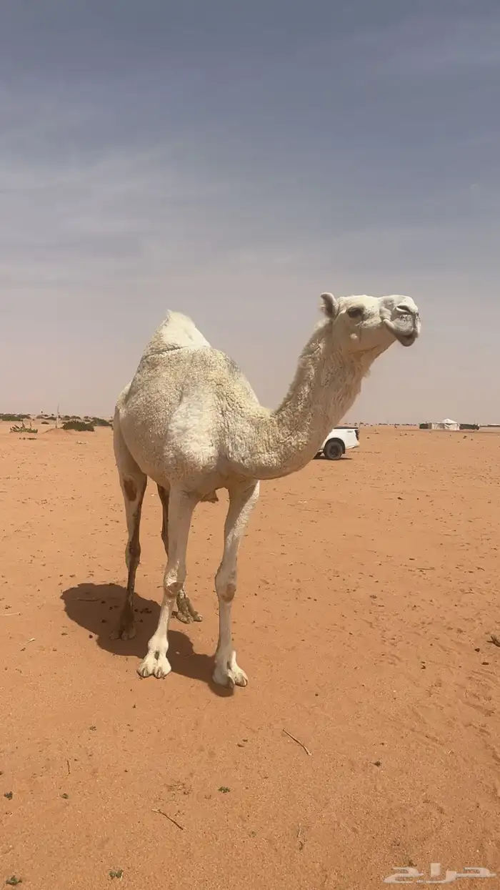 للبيع العشرا الثنو الباتليه من ابل معروفه 0