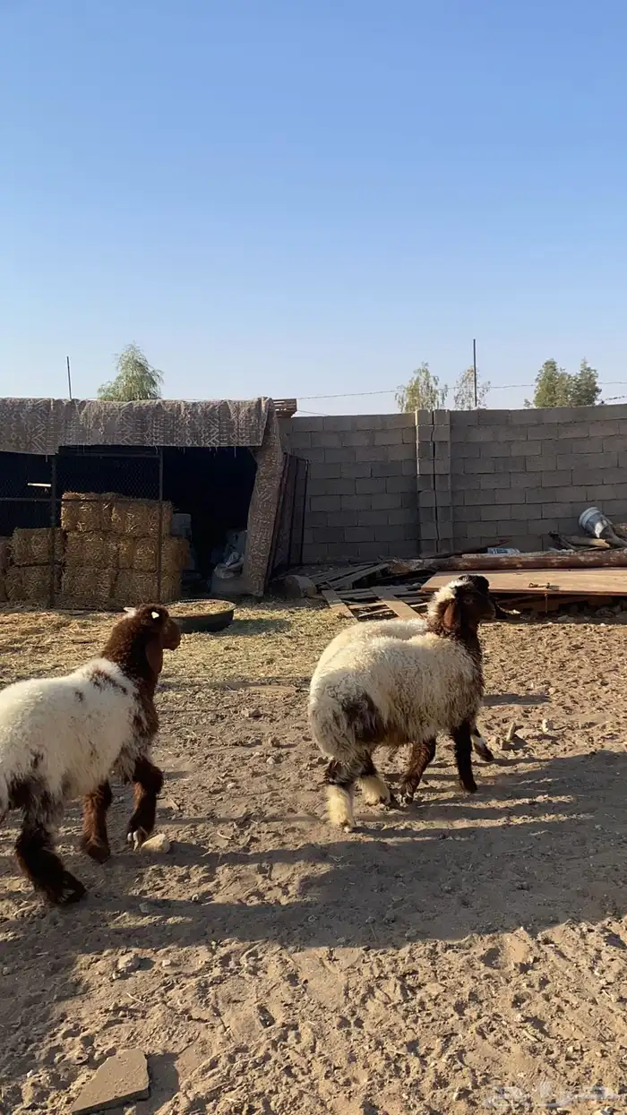 نعيم 2