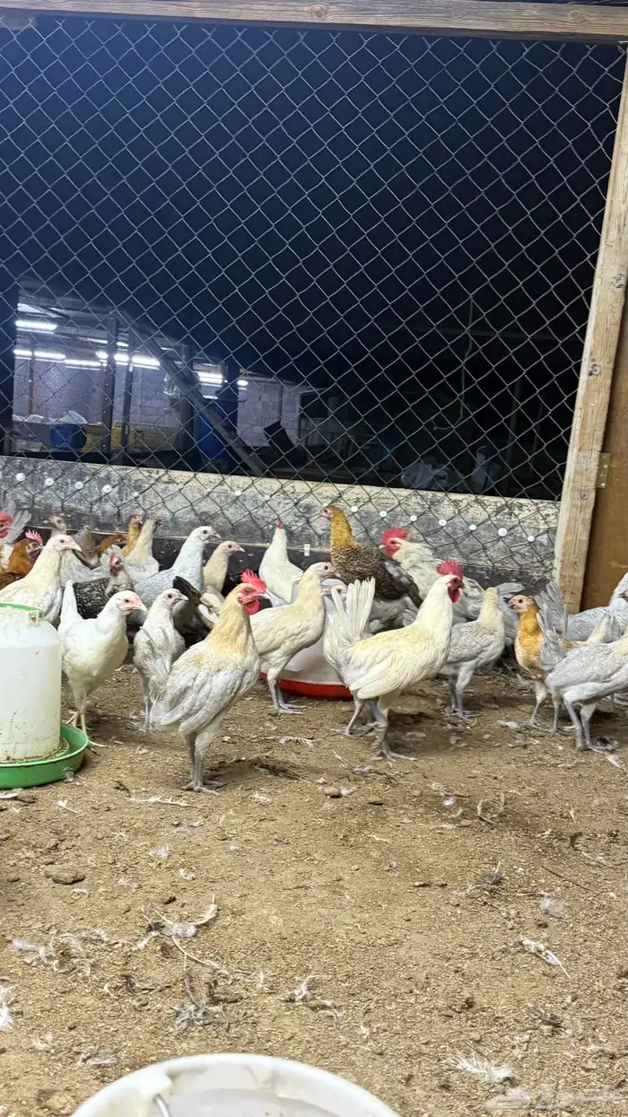 صوص فيومي و بلدي 23