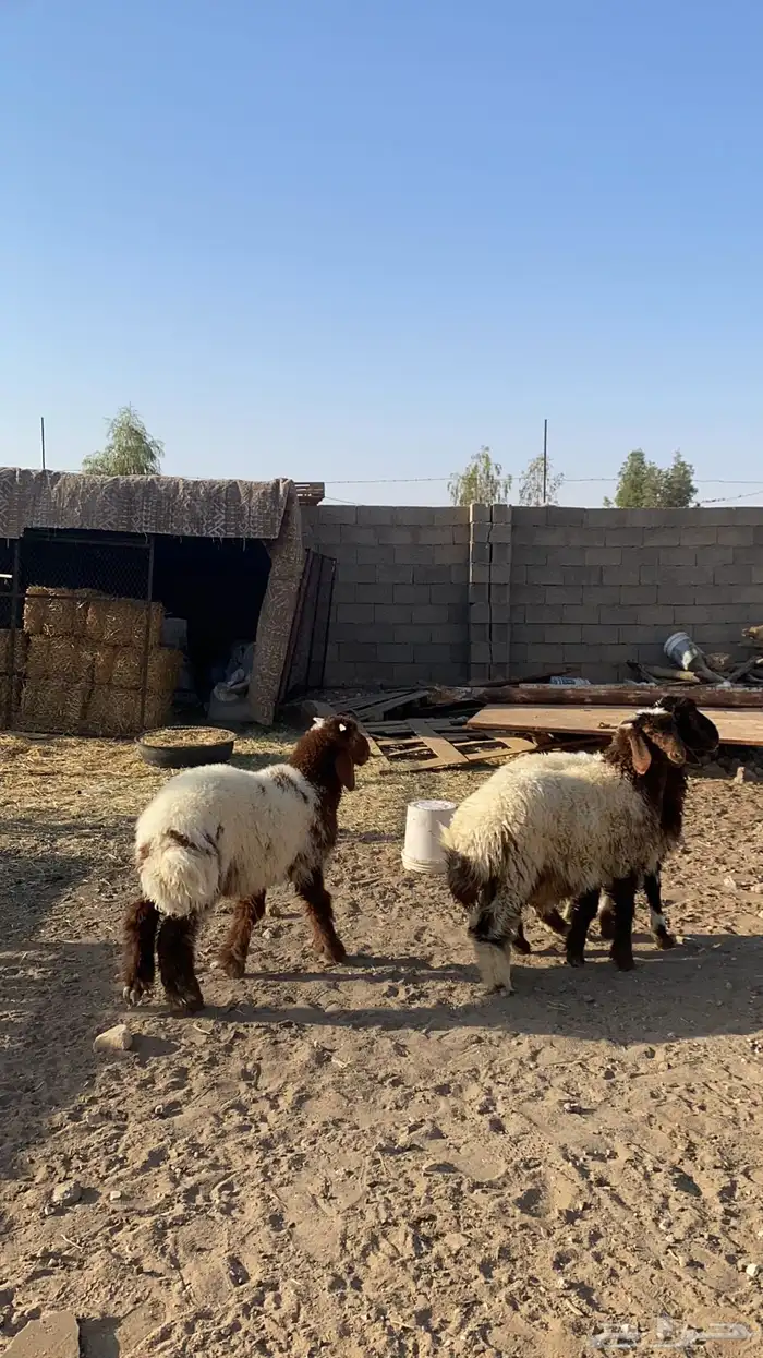 نعيم 3