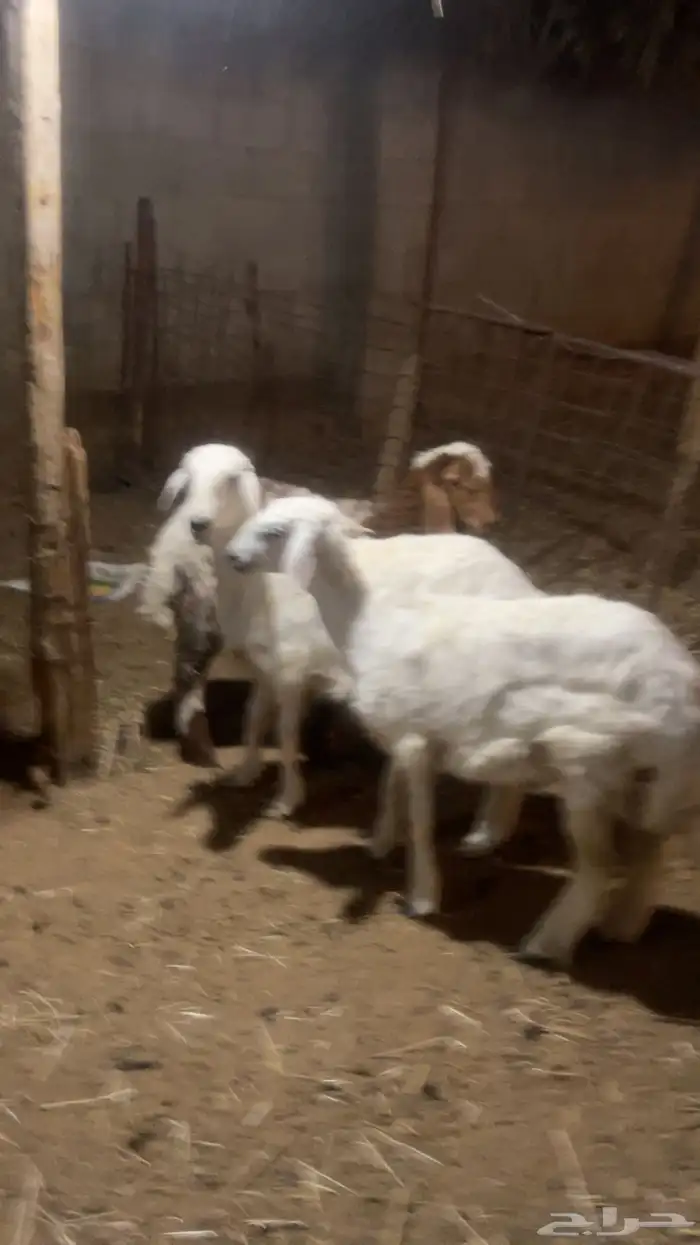 2 رخال حريه ورخله نعيميه 0