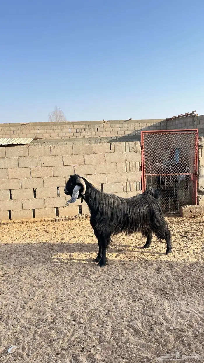 فحل عارضي طيب شرط القريع 3