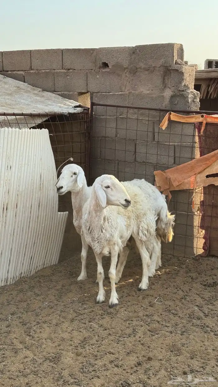ضأن مضريع 2