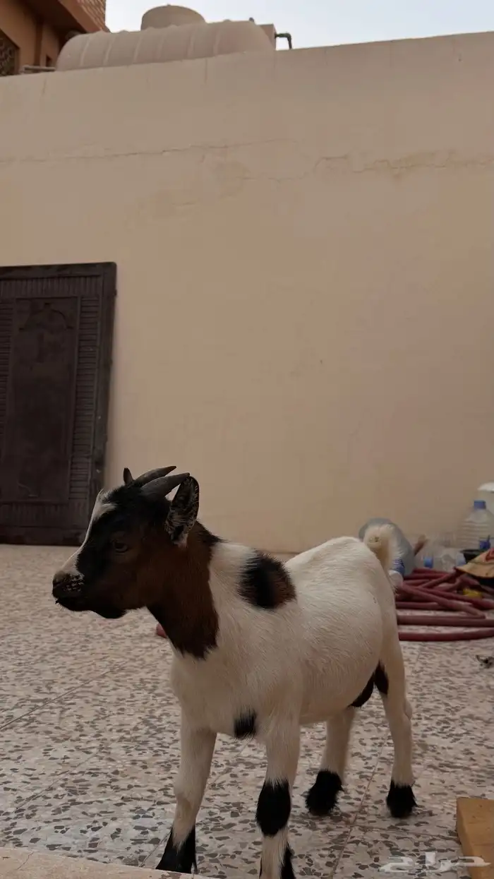 ماعز قزم صغير نادر 1