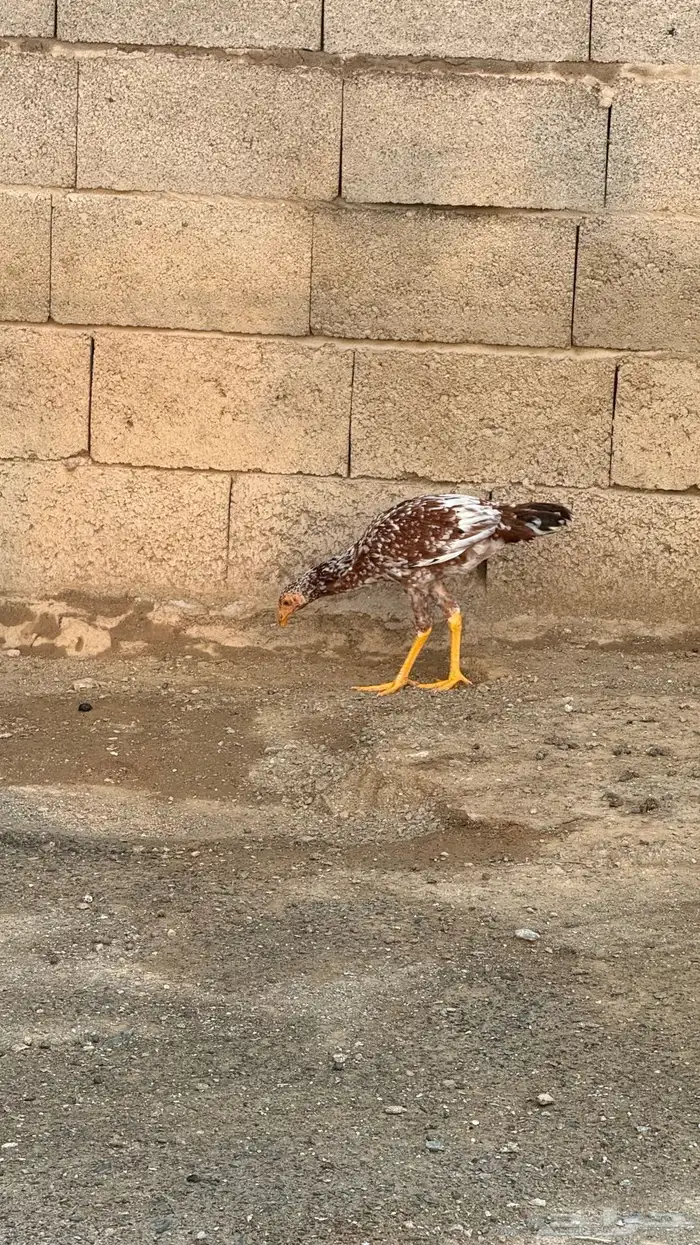 ديك باكستاني للبيع 0