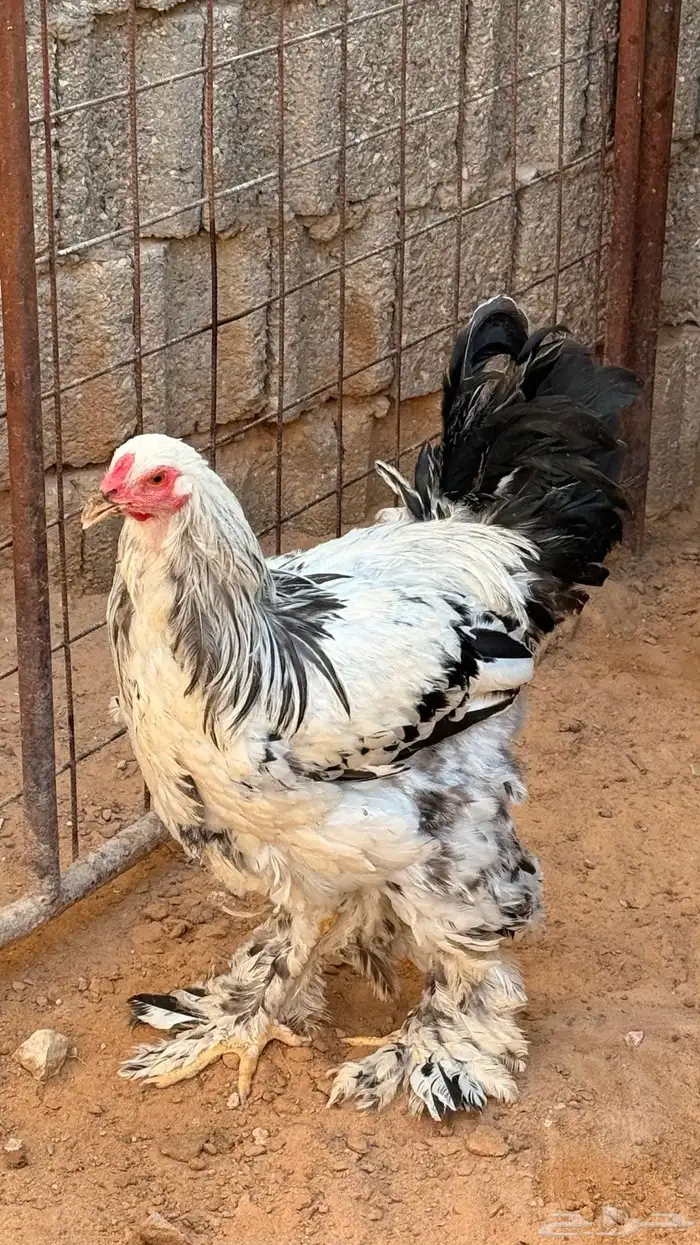 ابراهما 1
