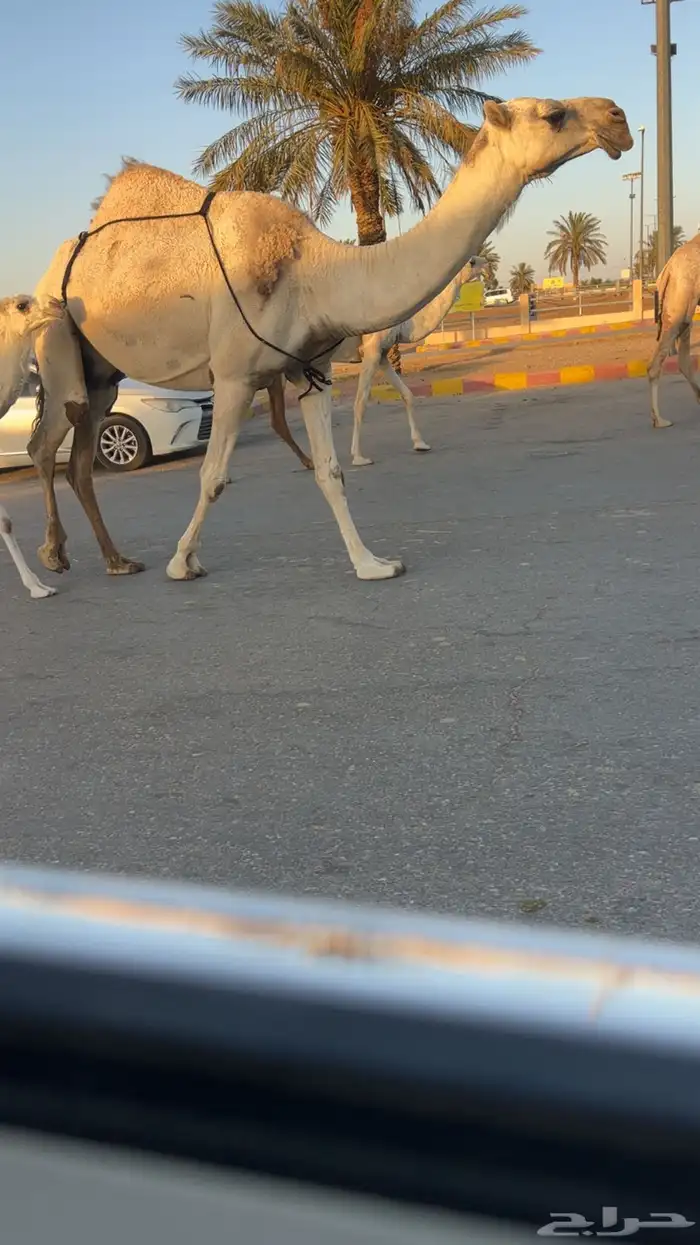 عشرا شقحا معها بكره 1