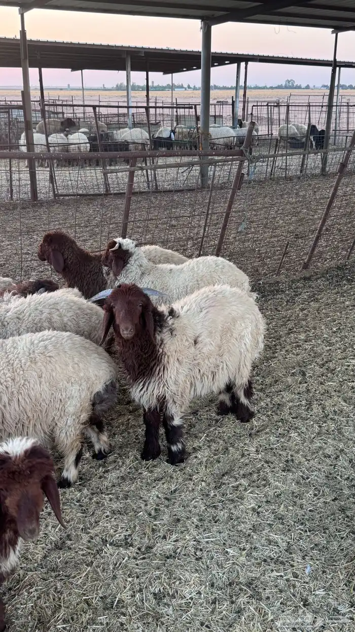 طليان نعيم 1