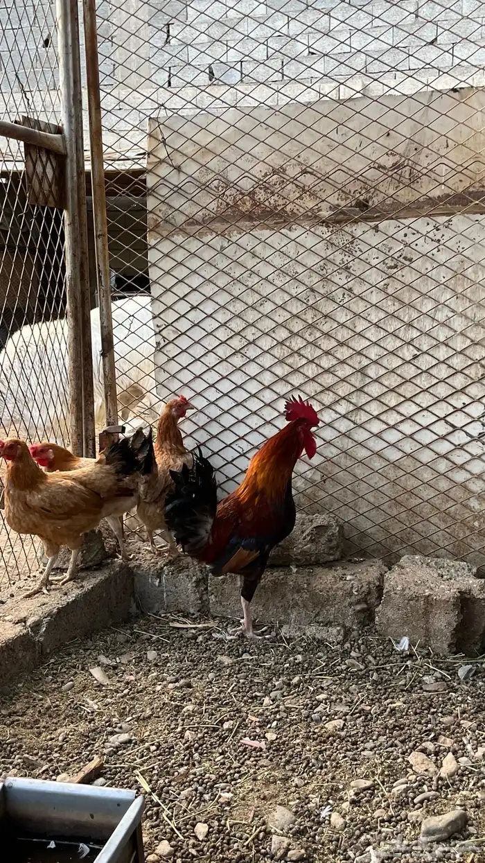 للبيع دجاج بلدي فواتح 5