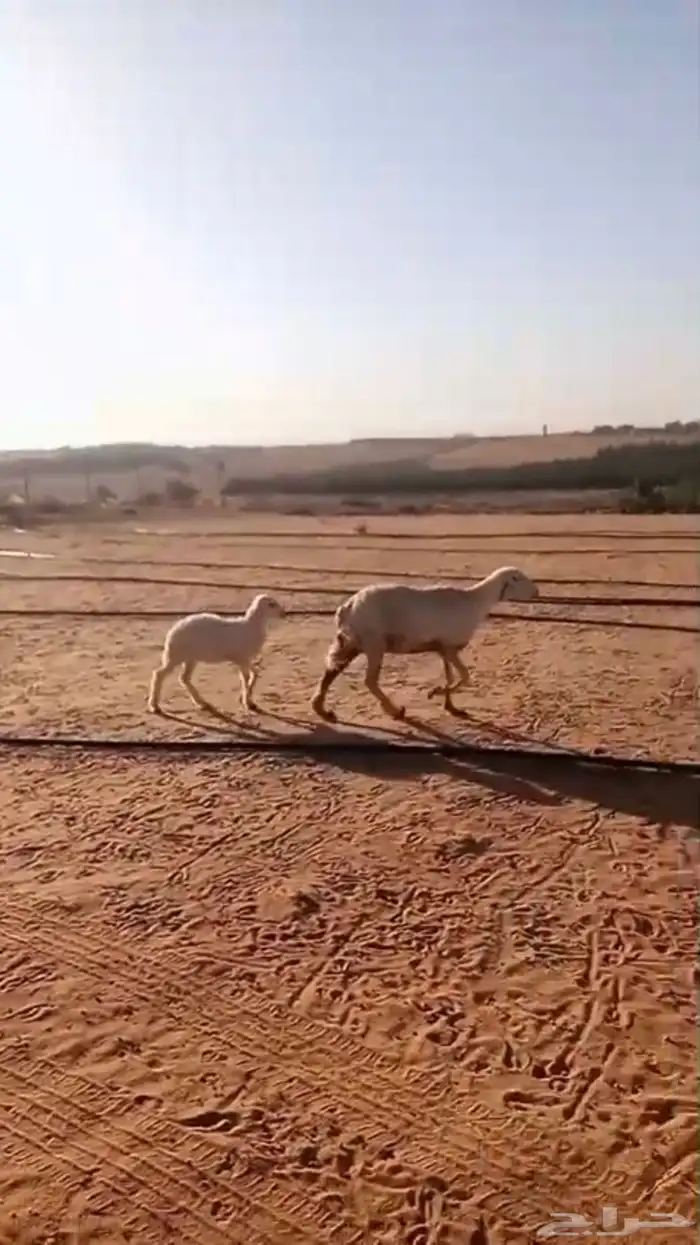 حرية متبع برخل 1