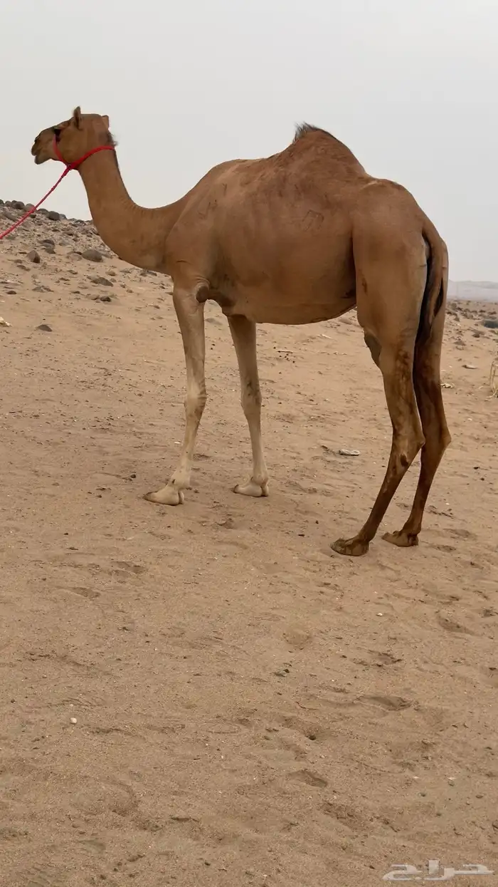ناقه بنت مياس سابقه بالطايف ولا طاح رقمها بالخليج 0