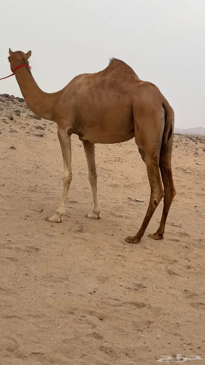 ناقه بنت مياس سابقه بالطايف ولا طاح رقمها بالخليج 4