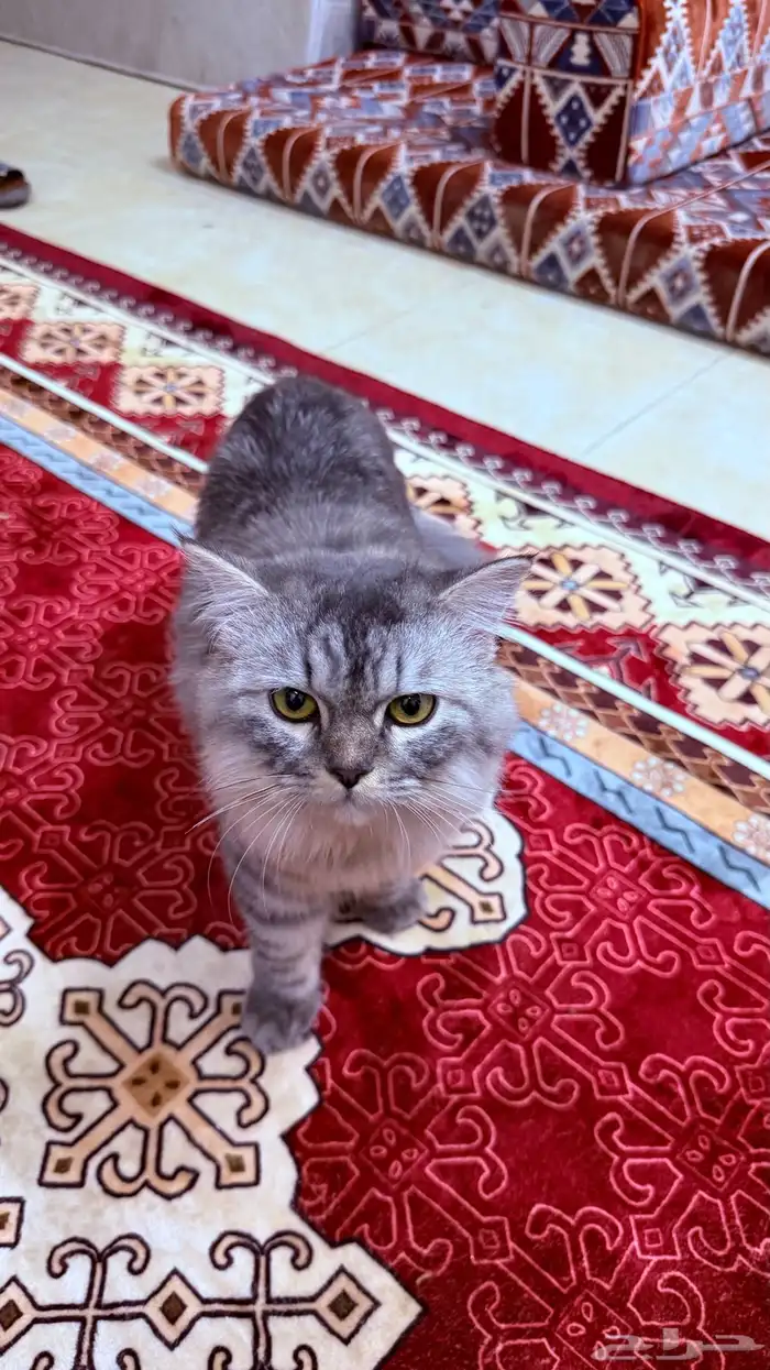 قطوة للبيع شرازي 2