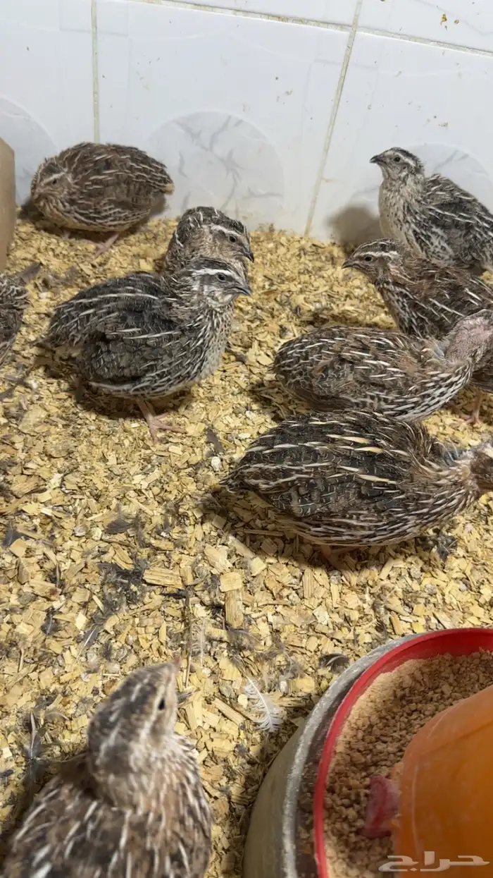 سمان مريعي 1