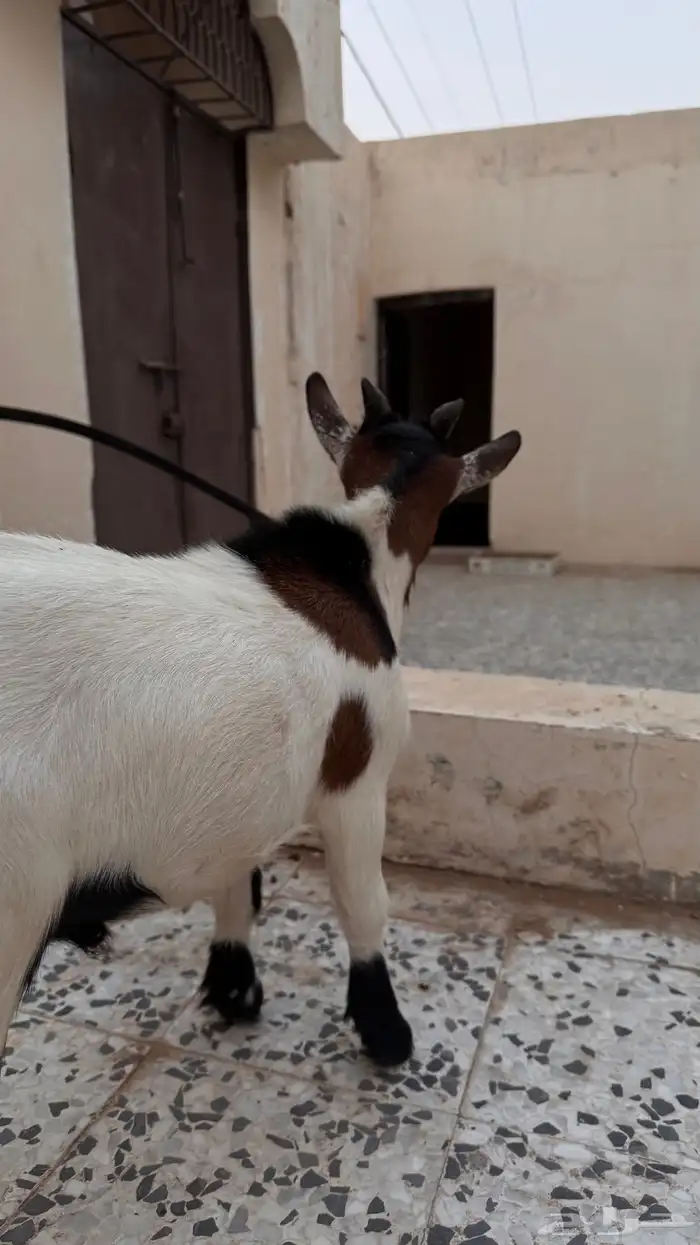 ماعز قزم صغير نادر 2