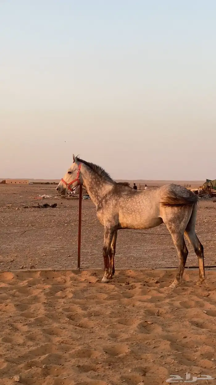 حصان انجليزي معه اوراق للبيع البيع مستعجل 1