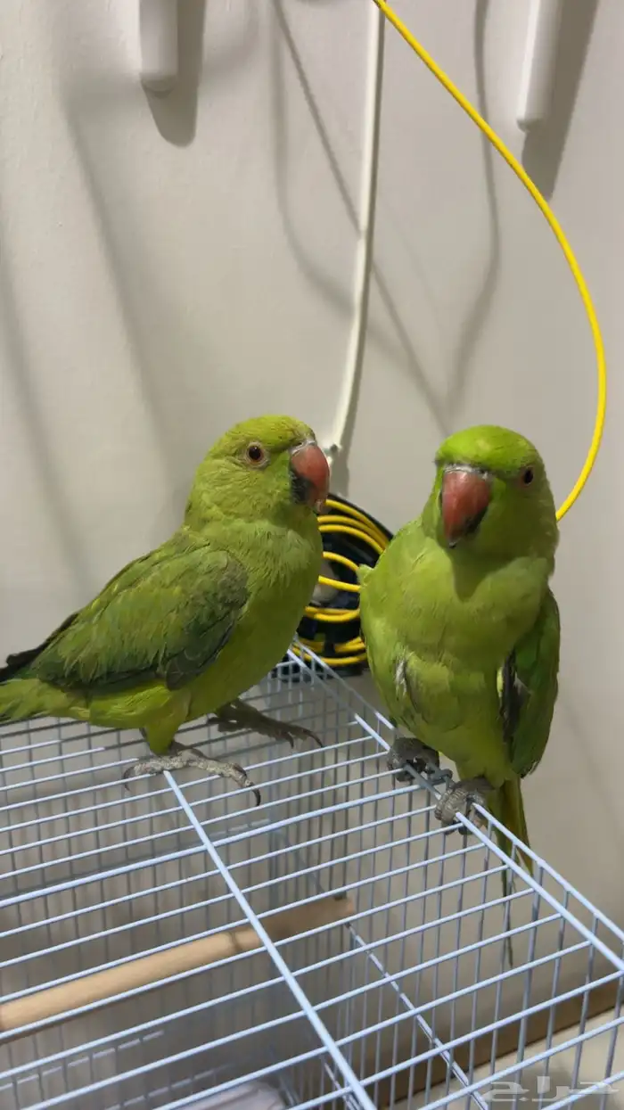 زوج درة أليف(تم البيع) 7