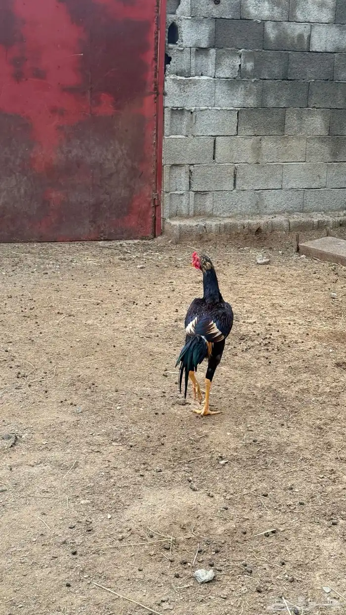 ديك باكستاني للبيع 4