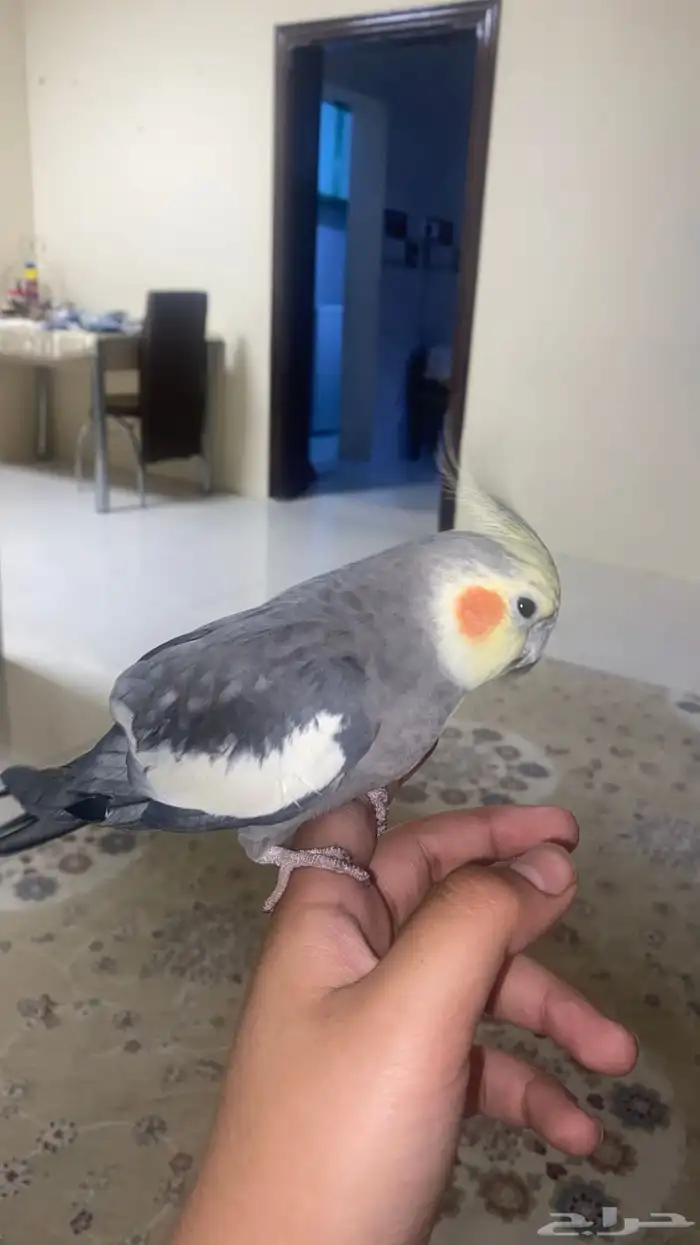 طير كروان كوكتيل 1